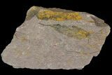 Long Eocrinoid (Ascocystites) Fossil - Ordovician #115893-1